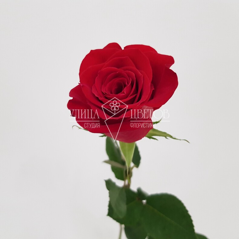 Красные розы "Фридом"