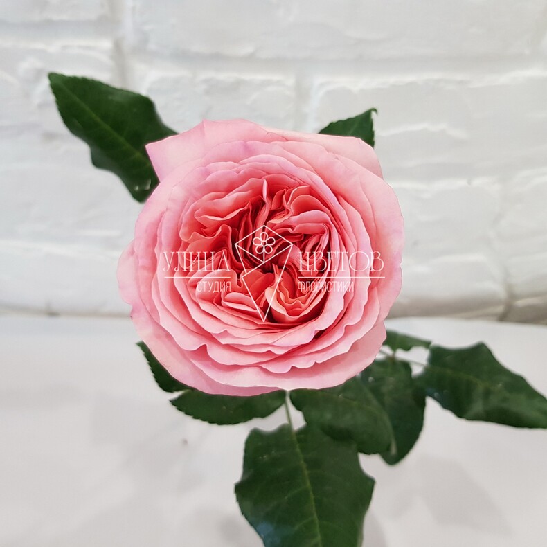 Розовые пионовидные розы "Пинк Экспрешен"