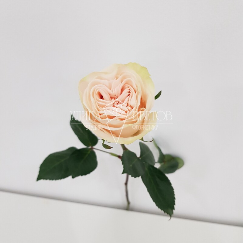 Кремовые розы "Гарден Охара"