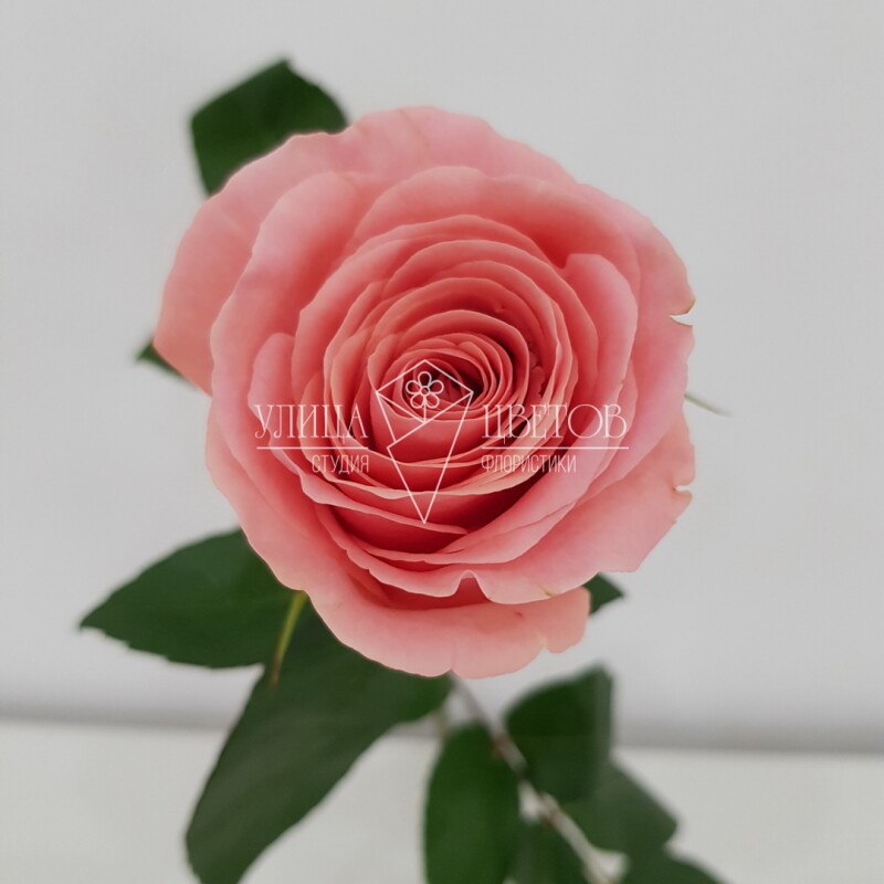 Розовые розы "Алина"