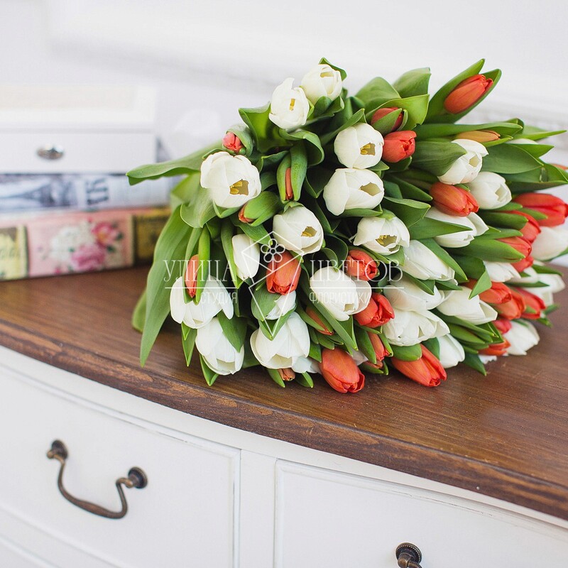 Бело-красные тюльпаны