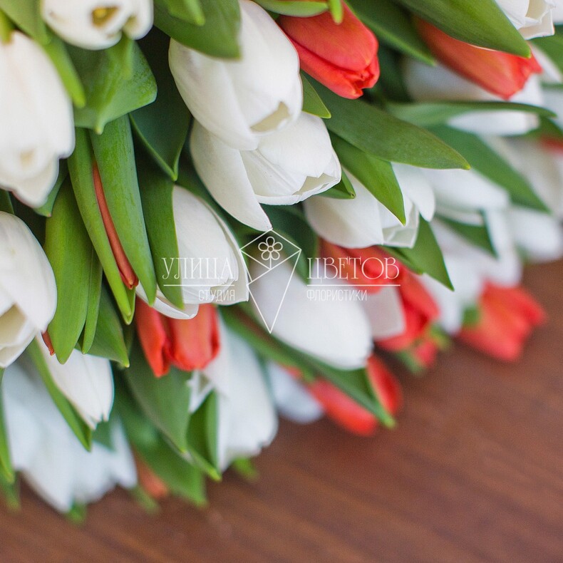 Бело-красные тюльпаны
